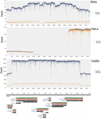 Multiple HPV integration mode in the cell lines based on long-reads sequencing